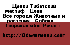  Щенки Тибетский мастиф › Цена ­ 50 000 - Все города Животные и растения » Собаки   . Тверская обл.,Ржев г.